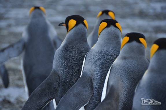 De costas, um grupo de pinguins rei caminha em Salisbury Plain, na Geórgia do Sul